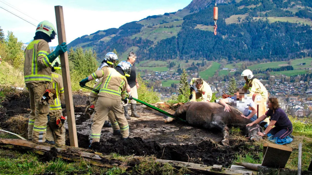 pferd_kitz_2.jpg